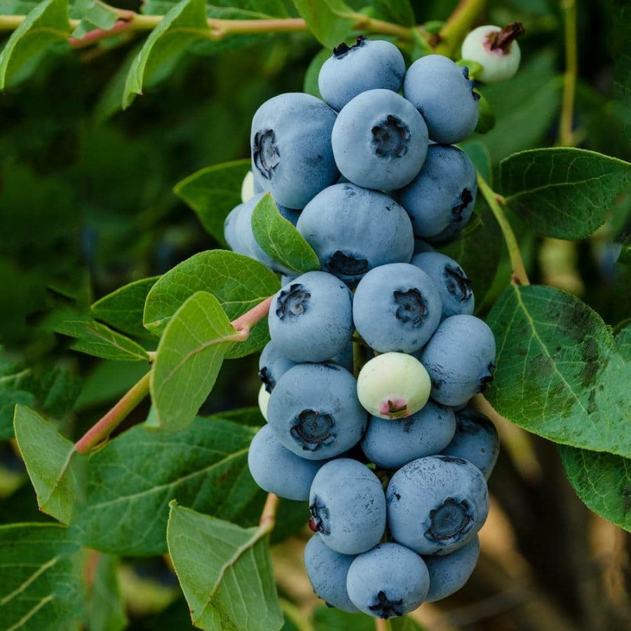 Outdoor Plants * | Wholesale 1 Gal. Legacy Blueberry (Vaccinium) Live Fruiting Plant White Flowers With Green Foliage By Gurney'S