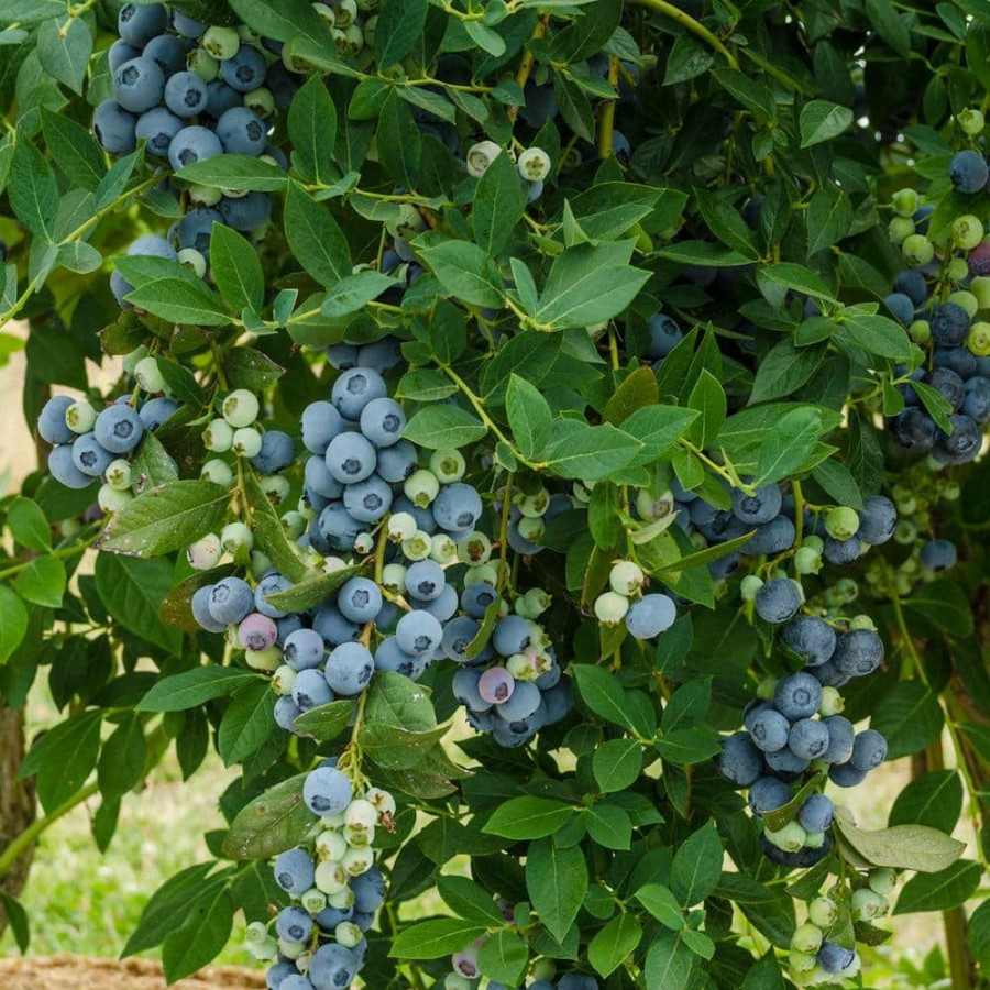 Outdoor Plants * | Wholesale 1 Gal. Legacy Blueberry (Vaccinium) Live Fruiting Plant White Flowers With Green Foliage By Gurney'S