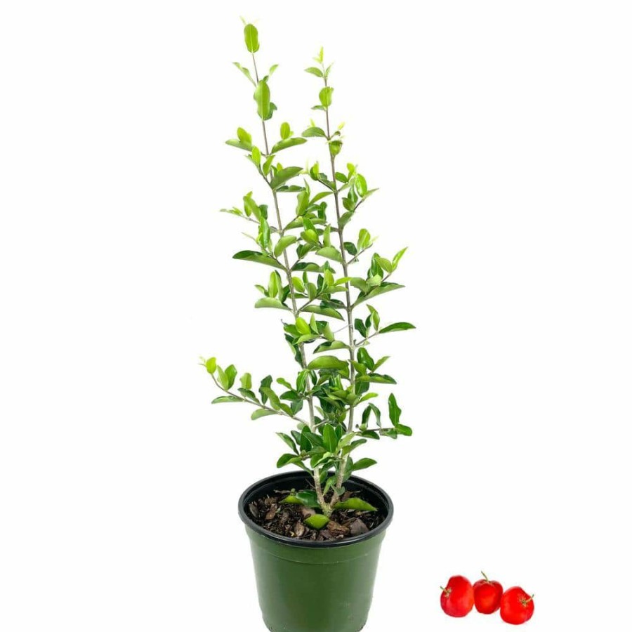 Outdoor Plants * | New Barbados Cherry Tree Live Plant In A 6 In. Grower'S Pot Malpighia Emarginata Edible Fruit Bearing Tree By Wekiva Foliage