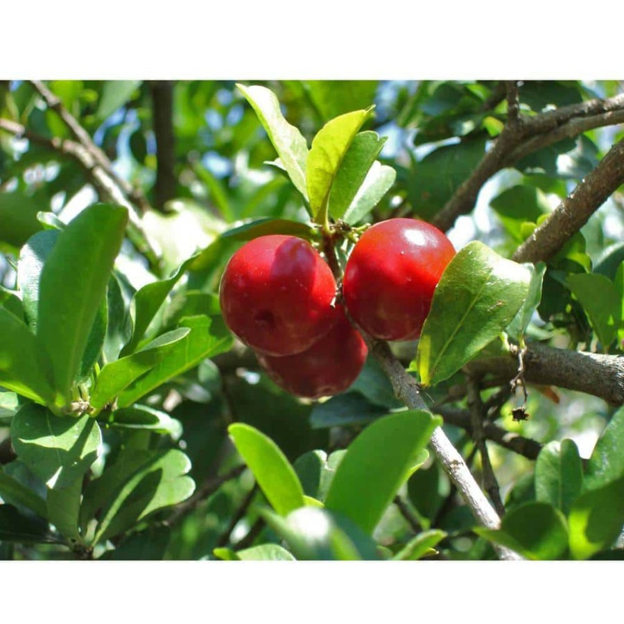 Outdoor Plants * | New Barbados Cherry Tree Live Plant In A 6 In. Grower'S Pot Malpighia Emarginata Edible Fruit Bearing Tree By Wekiva Foliage