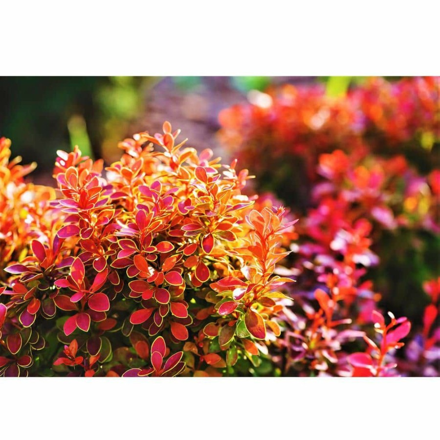 Outdoor Plants * | Promo 1 Gal. Admiration Barberry Shrub With Bright Red Leaves Trimmed In Neon Yellow By Online Orchards