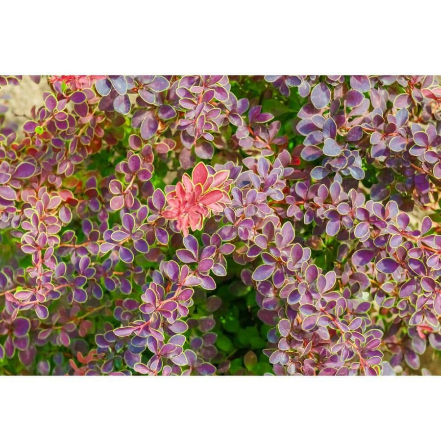 Outdoor Plants * | Promo 1 Gal. Admiration Barberry Shrub With Bright Red Leaves Trimmed In Neon Yellow By Online Orchards