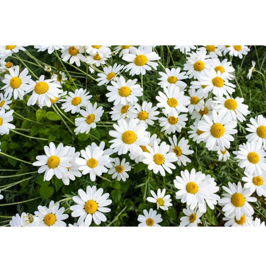 Outdoor Plants * | Cheap 1 Gal. Snowcap Shasta Daisy Shrub With Massive White Flowers And Yellow Centers By Online Orchards