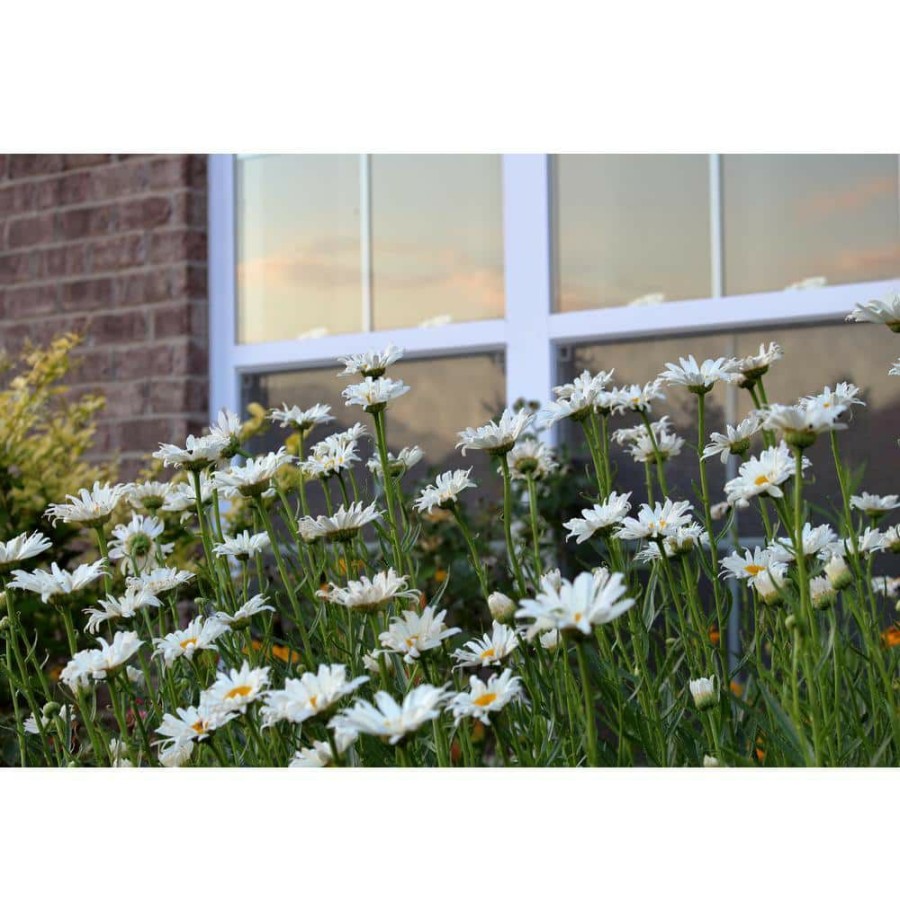 Outdoor Plants * | Cheap 1 Gal. Snowcap Shasta Daisy Shrub With Massive White Flowers And Yellow Centers By Online Orchards