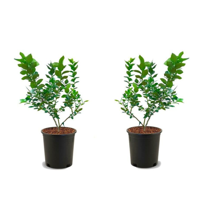 Outdoor Plants * | Promo 1 Gal. Duke Blueberry Plant (2-Pack) By Online Orchards