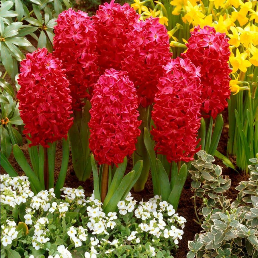 Outdoor Plants * | Wholesale Hyacinths Jan Bos Bulbs (Set Of 10) By Van Zyverden