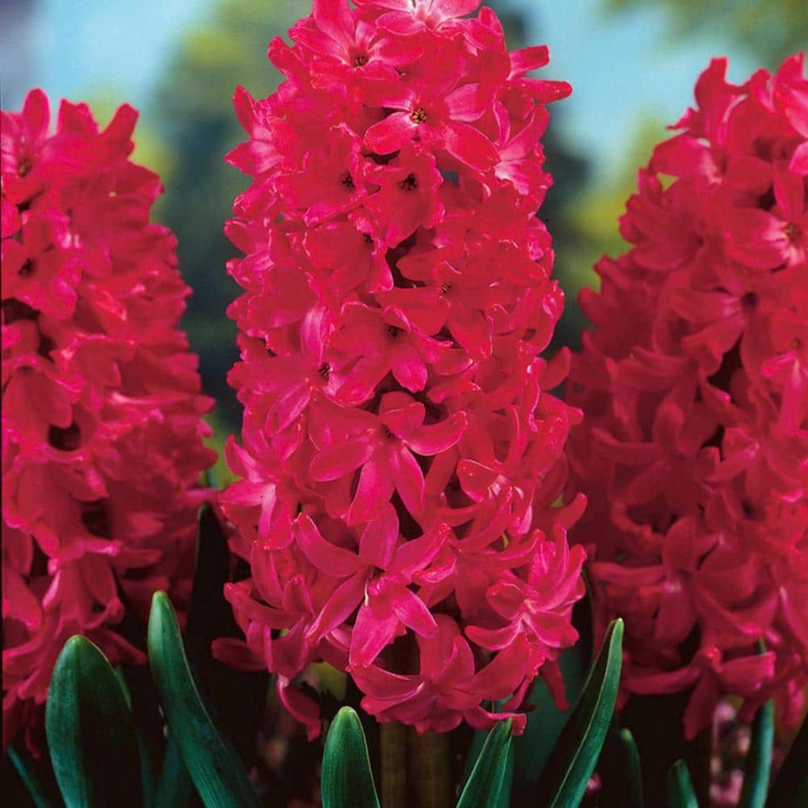 Outdoor Plants * | Wholesale Hyacinths Jan Bos Bulbs (Set Of 10) By Van Zyverden