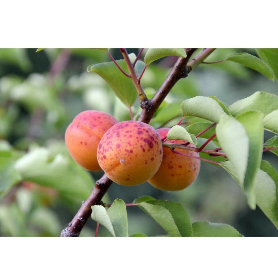 Outdoor Plants * | Best Reviews Of Dwarf Moorpark Apricot Tree Largest And Sweetest Apricots (Bare-Root, 3 Ft. To 4 Ft. Tall, 2-Years Old) By Online Orchards