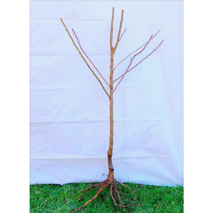 Outdoor Plants * | Best Reviews Of Dwarf Moorpark Apricot Tree Largest And Sweetest Apricots (Bare-Root, 3 Ft. To 4 Ft. Tall, 2-Years Old) By Online Orchards