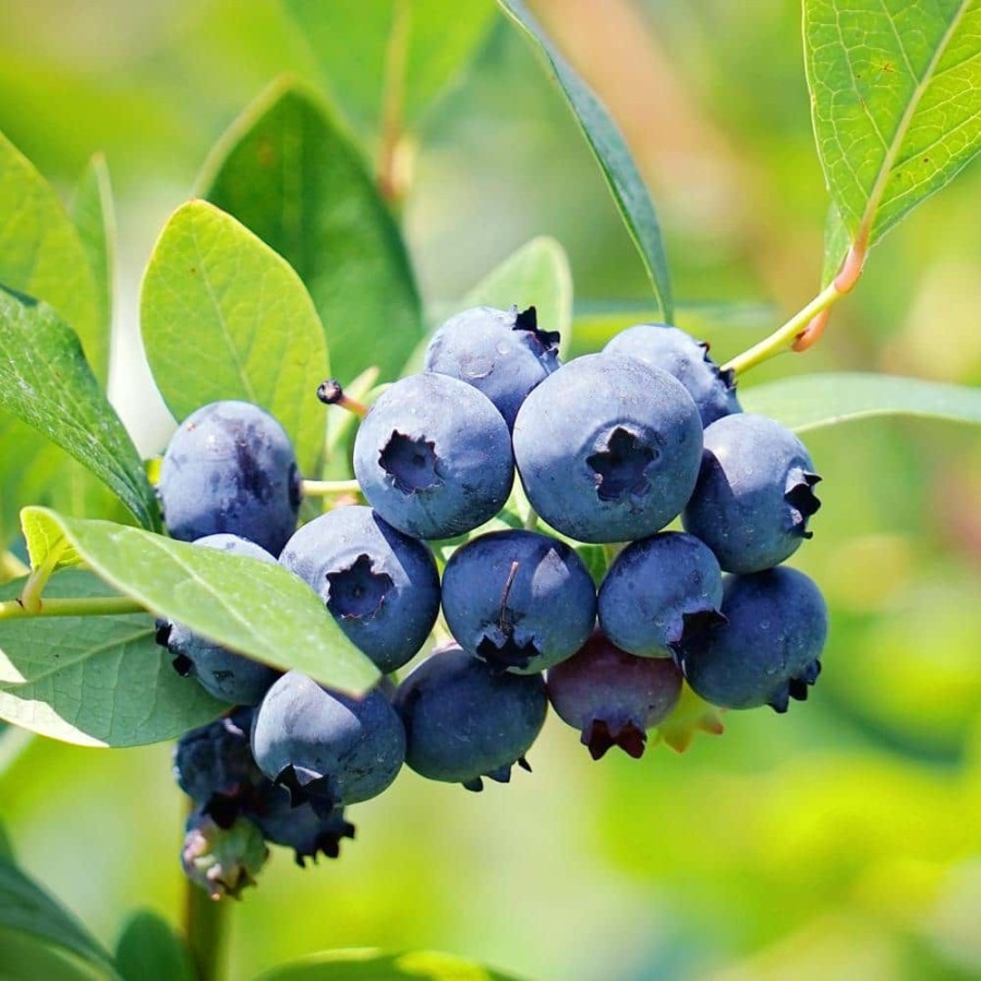 Outdoor Plants * | Brand New 5 Gal. Brightwell Blueberry Plant Potted By Unbranded