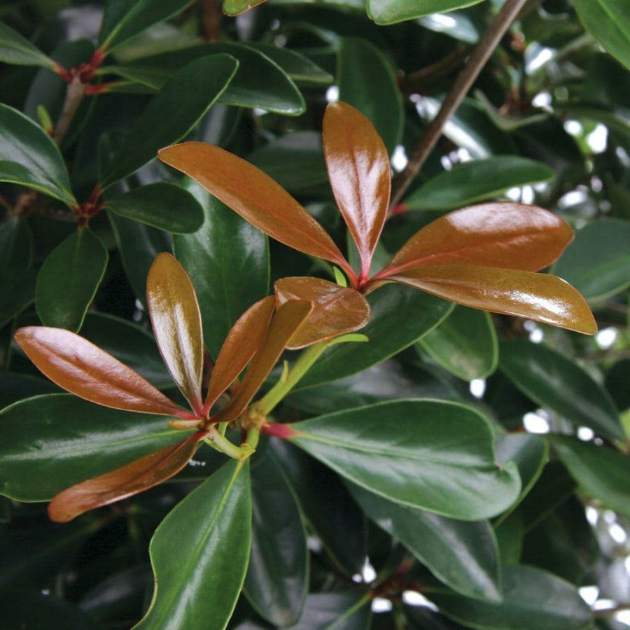 Outdoor Plants * | Best Pirce 3 Gal. Leann Cleyera Live Mid-Sized Evergreen Shrub, Glossy Foliage By Southern Living