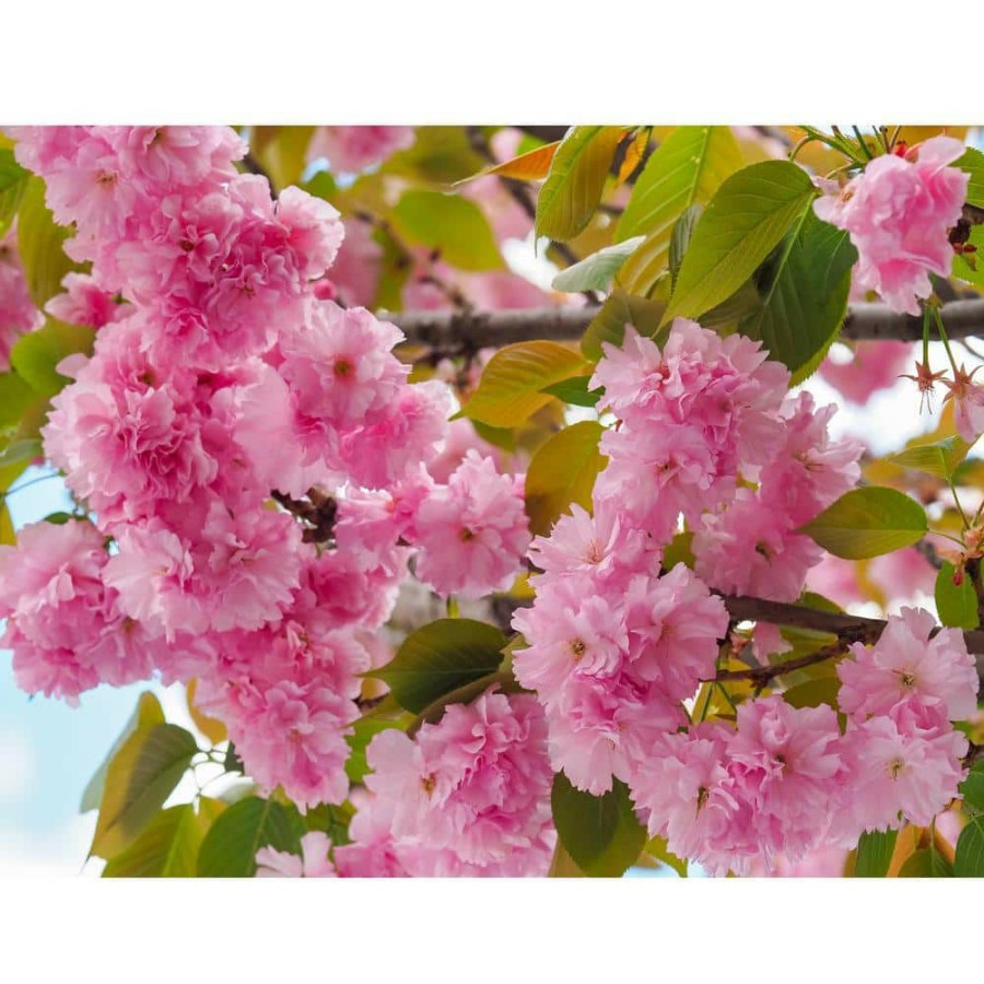 Outdoor Plants * | Hot Sale 3 Ft. Kwanzan Cherry Blossom Tree With Large Pink Globe Shaped Flower Clusters By Online Orchards