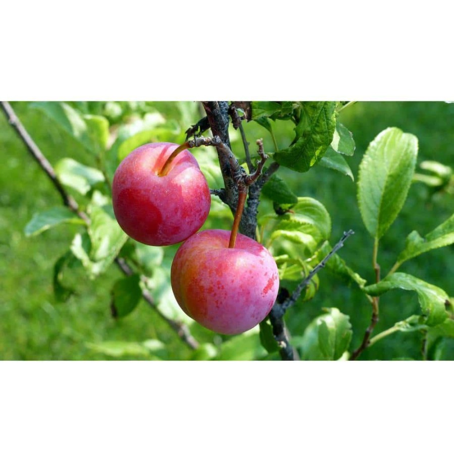 Outdoor Plants * | Flash Sale Dwarf Santa Rosa Plum Tree Bare Root By Online Orchards