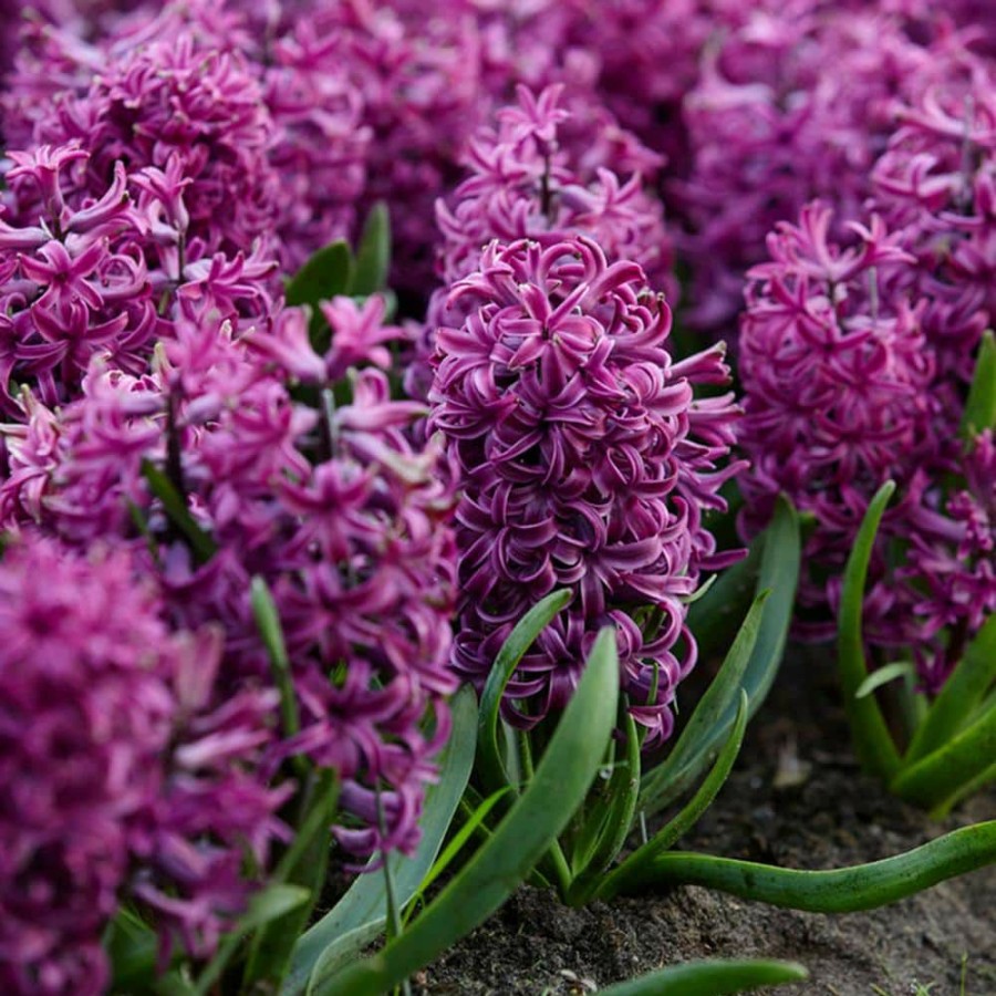 Outdoor Plants * | Cheapest Purple Sensation Hyacinths Bulbs (Set Of 10) By Van Zyverden