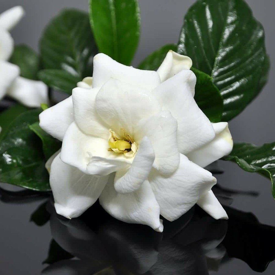 Outdoor Plants * | Flash Sale 2.25 Gal. White Blooms Frostproof Gardenia Plant By National Plant Network