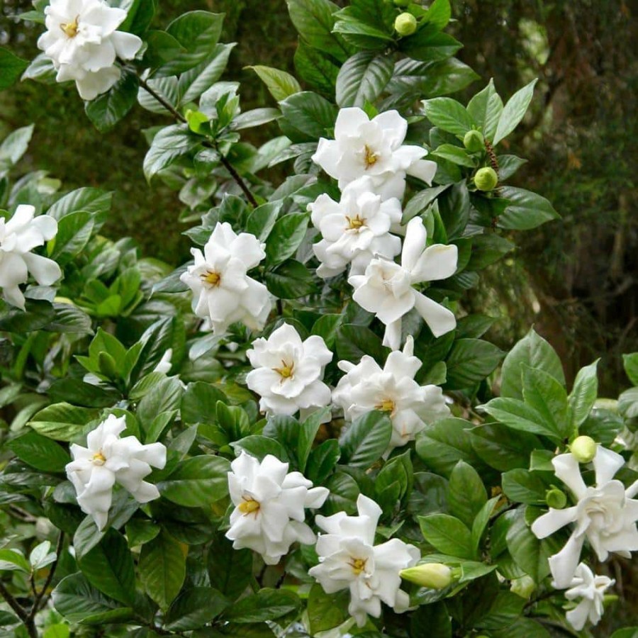 Outdoor Plants * | Flash Sale 2.25 Gal. White Blooms Frostproof Gardenia Plant By National Plant Network