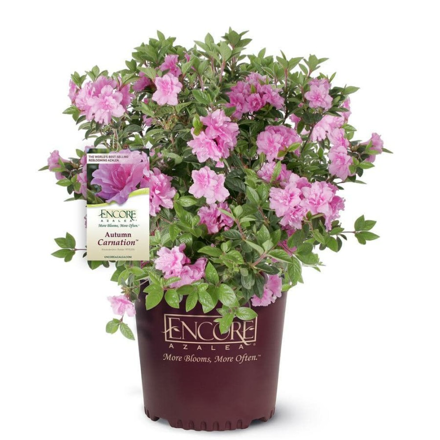 Outdoor Plants * | Deals 1 Gal. Autumn Carnation Shrub With Semi Double Pink Flowers By Encore Azalea