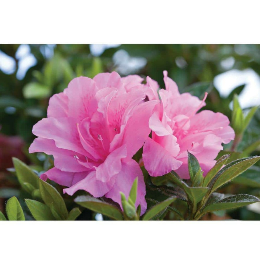 Outdoor Plants * | Deals 1 Gal. Autumn Carnation Shrub With Semi Double Pink Flowers By Encore Azalea