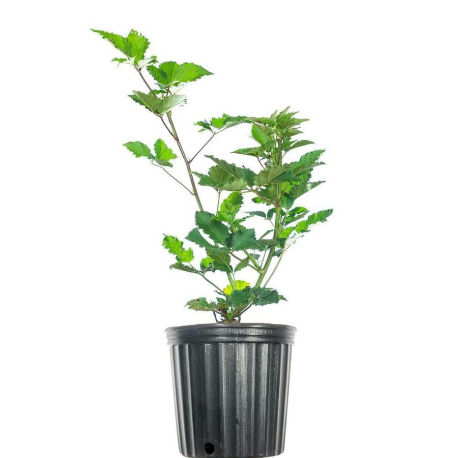 Outdoor Plants * | New Triple Crown Thornless Blackberry Plant In 1 Gal. Growers Pot, Large Sweet Berries By Perfect Plants