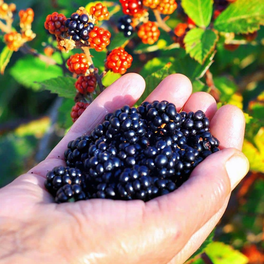 Outdoor Plants * | New Triple Crown Thornless Blackberry Plant In 1 Gal. Growers Pot, Large Sweet Berries By Perfect Plants