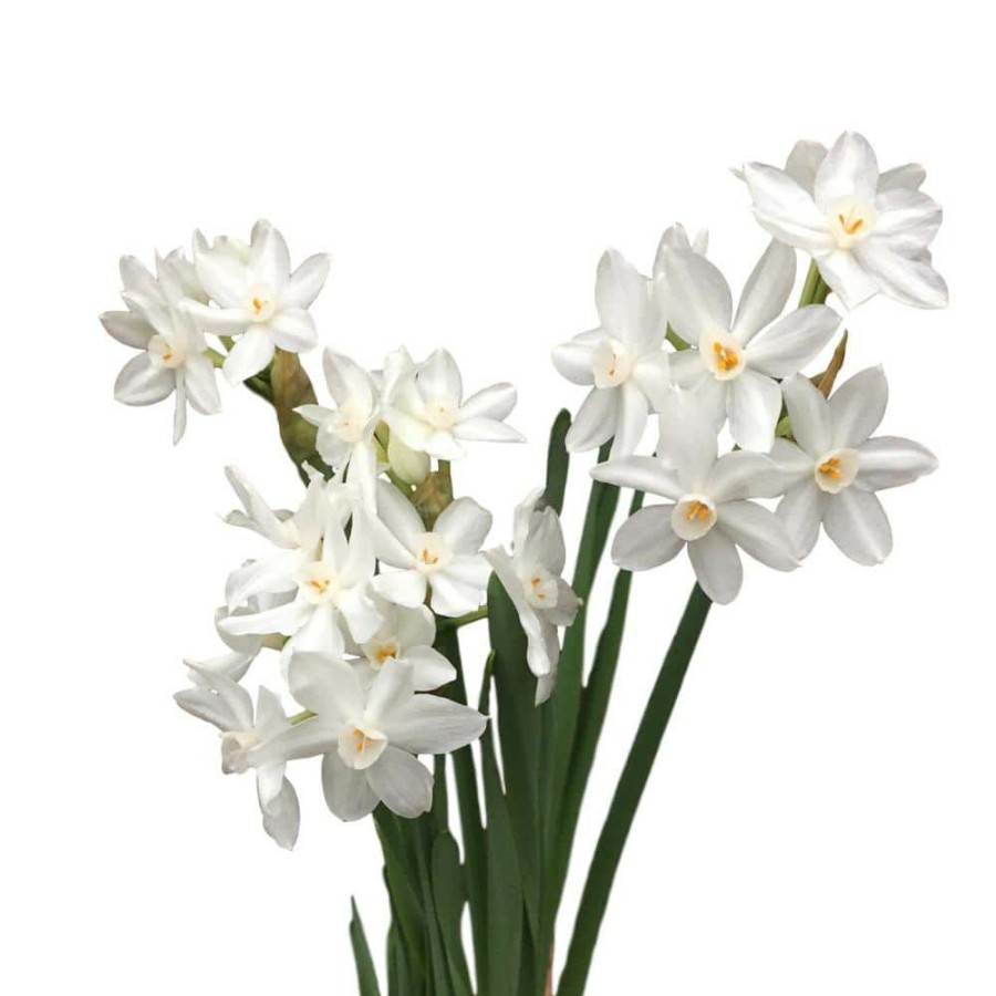 Outdoor Plants * | Promo Ziva Paperwhites Narcissus 10-Bulbs By Daylily Nursery