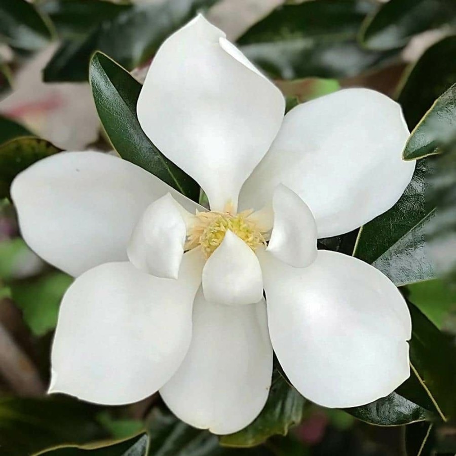 Outdoor Plants * | Best Reviews Of #7 Pot White Flowering Little Gem Evergreen Magnolia By Unbranded