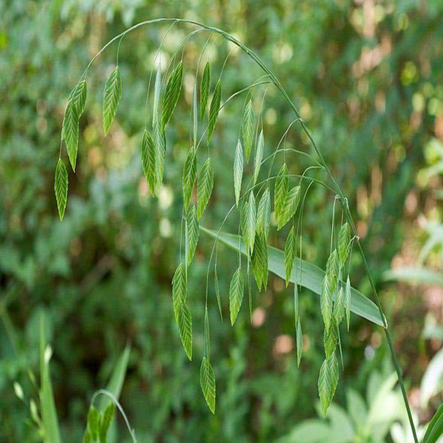 Outdoor Plants * | Top 10 4 In. Inland Sea Oats Potted Bog/Marginal Pond Plant By Unbranded