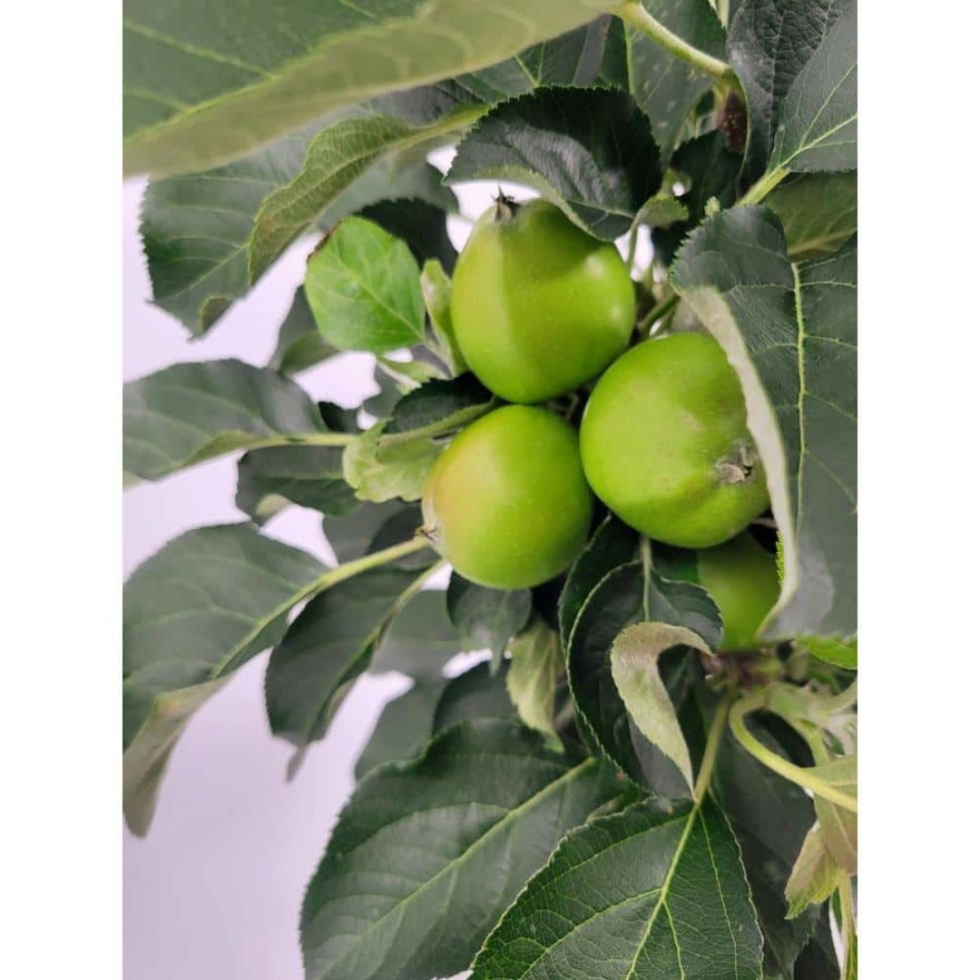 Outdoor Plants * | Brand New 3 Gal. Blushing Delight Live Apple Tree With Red-Green Fruits By Bell Nursery