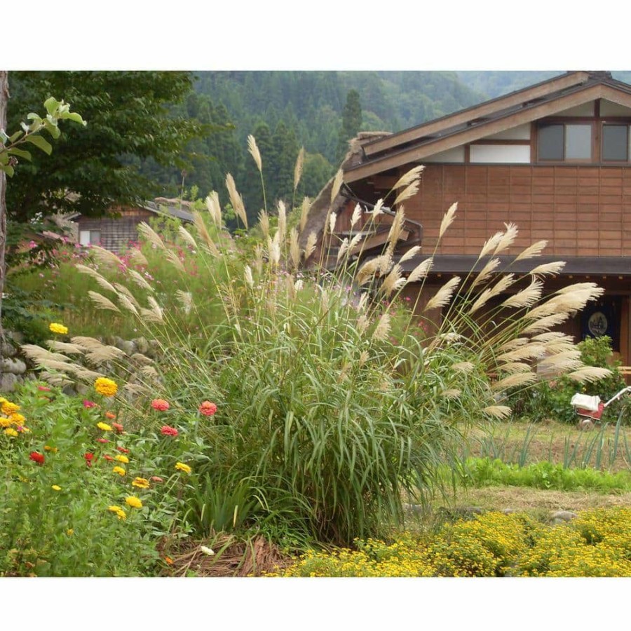 Outdoor Plants * | Wholesale 1 Gal. Maiden Grass Very Tall Ornamental Grass, Perfect For Borders And Fence Plantings By Online Orchards