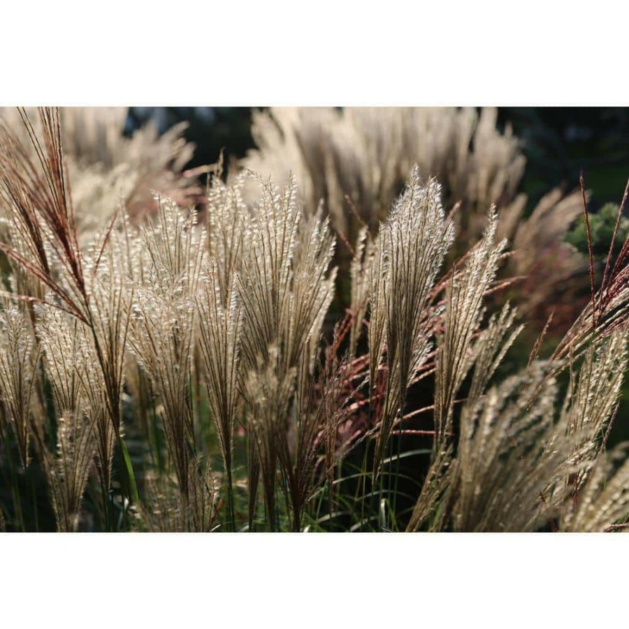 Outdoor Plants * | Wholesale 1 Gal. Maiden Grass Very Tall Ornamental Grass, Perfect For Borders And Fence Plantings By Online Orchards