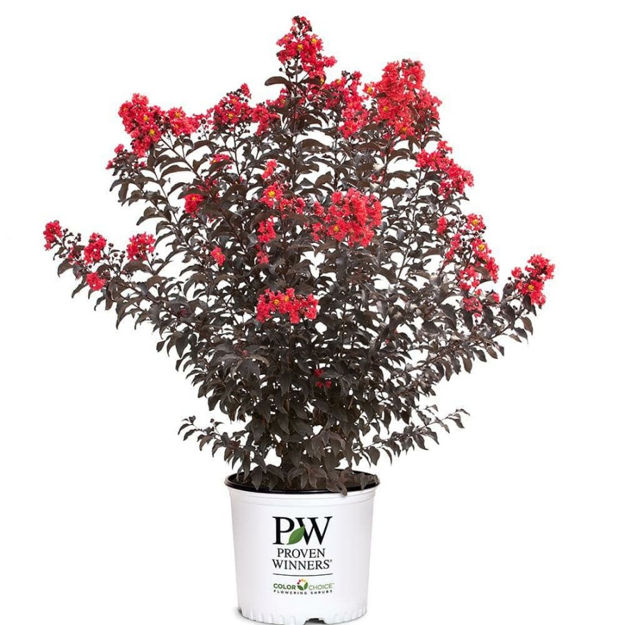 Outdoor Plants * | Cheapest 2 Gal. Center Stage Red Crape Myrtle Tree With Bright Red Flowers By Proven Winners