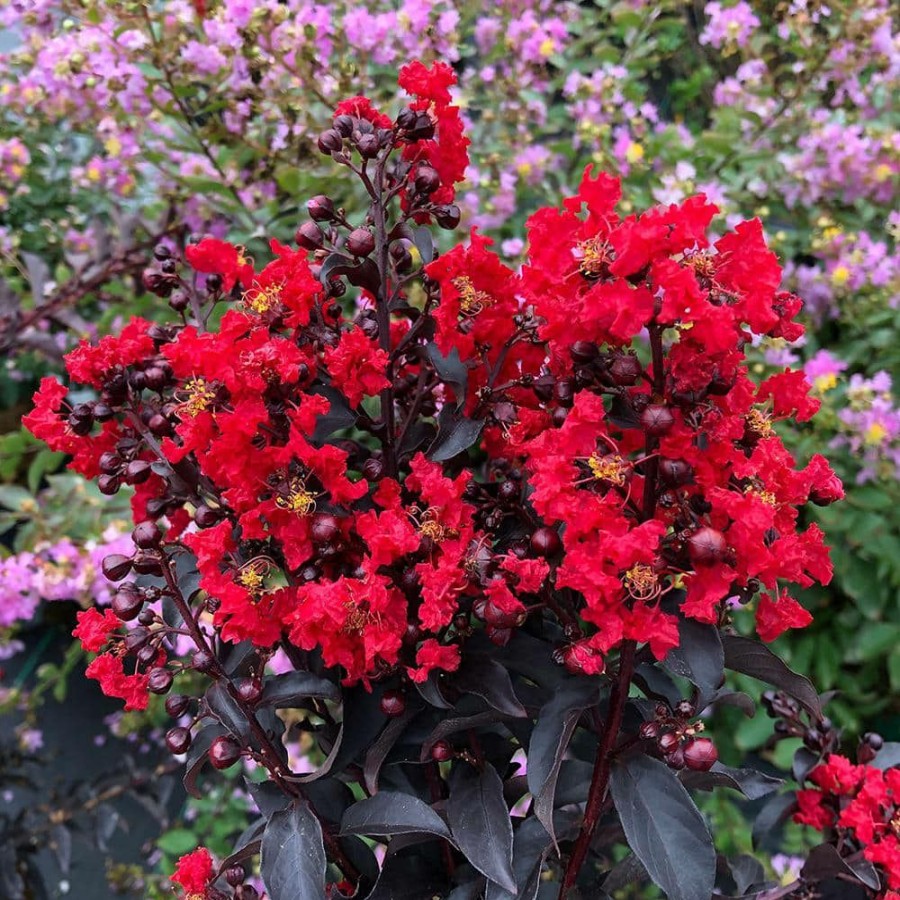 Outdoor Plants * | Cheapest 2 Gal. Center Stage Red Crape Myrtle Tree With Bright Red Flowers By Proven Winners