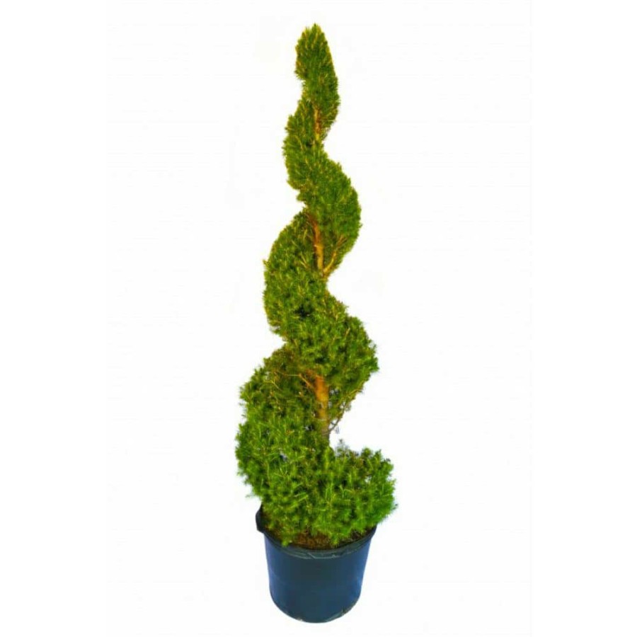 Outdoor Plants * | Brand New 5 Gal. Dwarf Alberta Spruce Shrub With Formal Topiary Spiral By Online Orchards