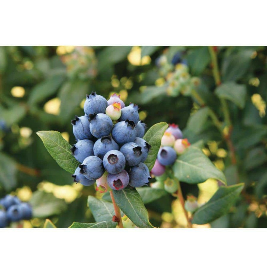 Outdoor Plants * | Budget 1 Gal. Bushel And Berry Perpetua Blueberry Plant