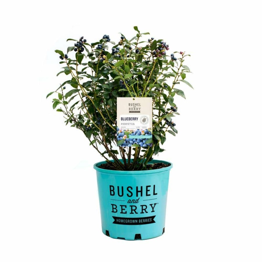 Outdoor Plants * | Budget 1 Gal. Bushel And Berry Perpetua Blueberry Plant