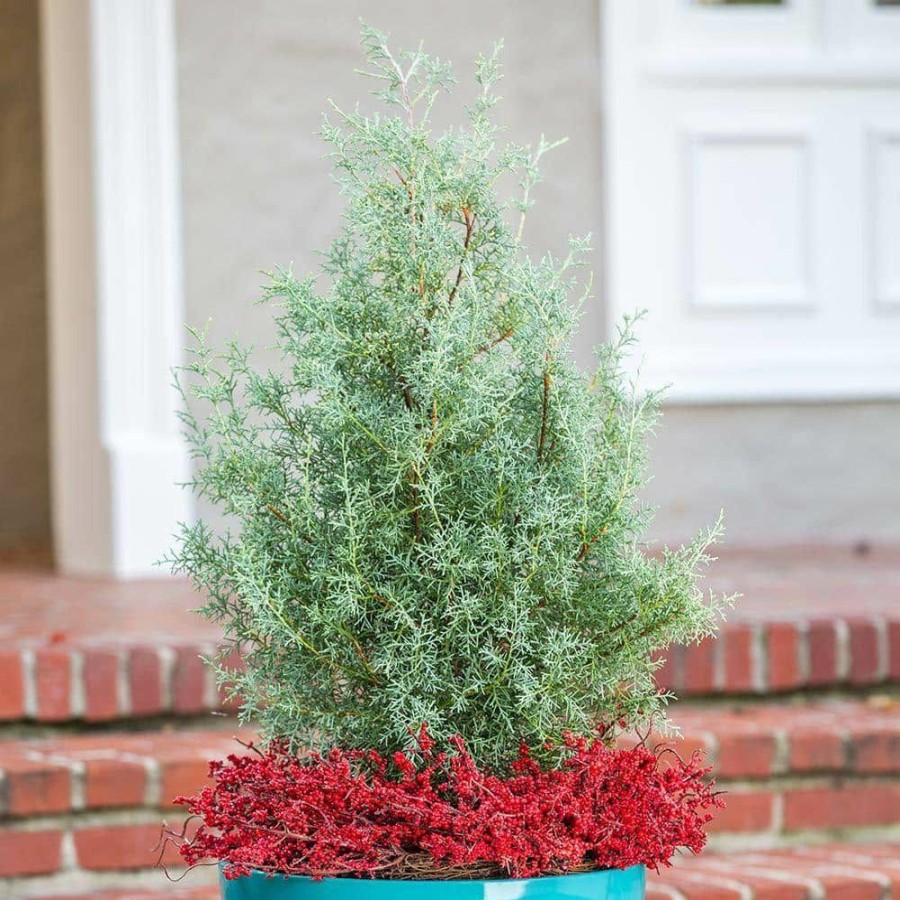 Outdoor Plants * | New 2.5 Gal Carolina Sapphire Cypress, Live Evergreen Tree, Light Blue-Green Foliage By Flowerwood