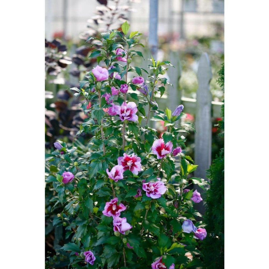 Outdoor Plants * | Cheap 1 Gal. Purple Pillar Rose Of Sharon (Hibiscus) Live Shrub, Purple Flowers By Proven Winners