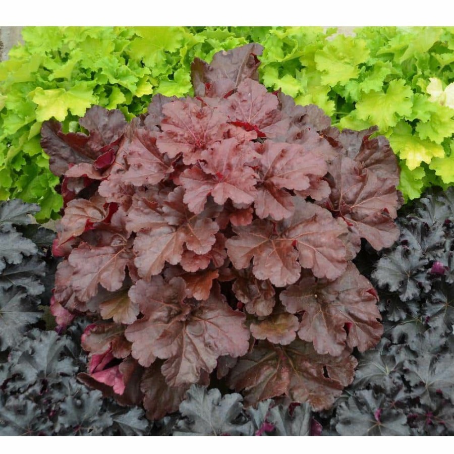 Outdoor Plants * | Coupon 4.5 In. Qt. Primo Mahogany Monster Coral Bells (Heuchera) Live Plant, Cream Flowers And Mahogany Red Foliage By Proven Winners