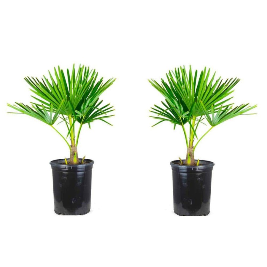 Outdoor Plants * | Best Sale 1 Gal. Windmill Cold Hardy Palm Tree (2-Pack) By Online Orchards