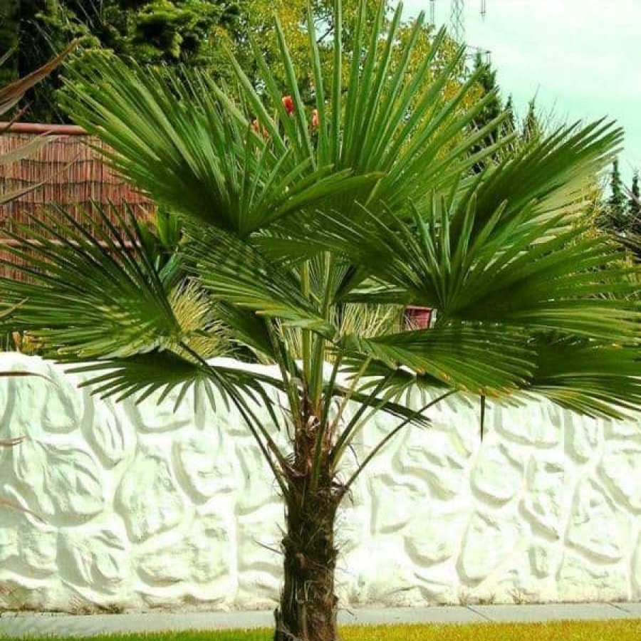 Outdoor Plants * | Best Sale 1 Gal. Windmill Cold Hardy Palm Tree (2-Pack) By Online Orchards