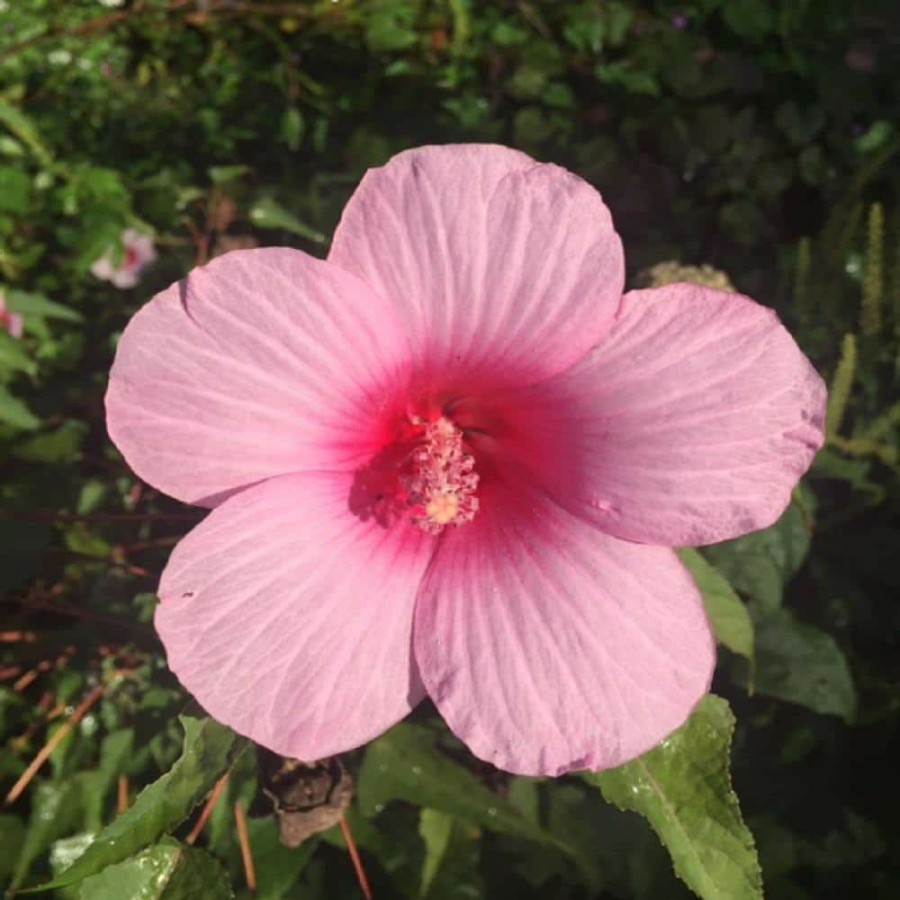 Outdoor Plants * | Promo Givhandys 4 In. Potted Pink Mallow Bog/Marginal Aquatic Pond Plant By Unbranded