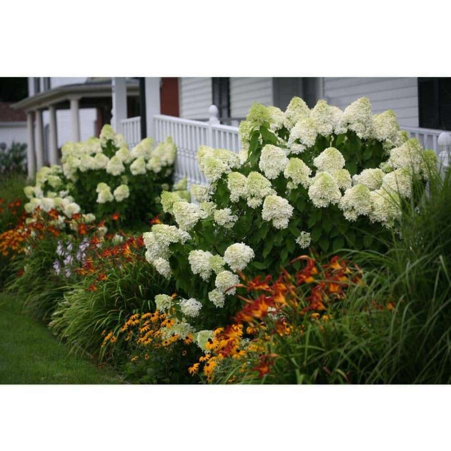 Outdoor Plants * | Deals 1 Gal. Limelight Hardy Hydrangea (Paniculata) Live Shrub, Green To Pink Flowers By Proven Winners