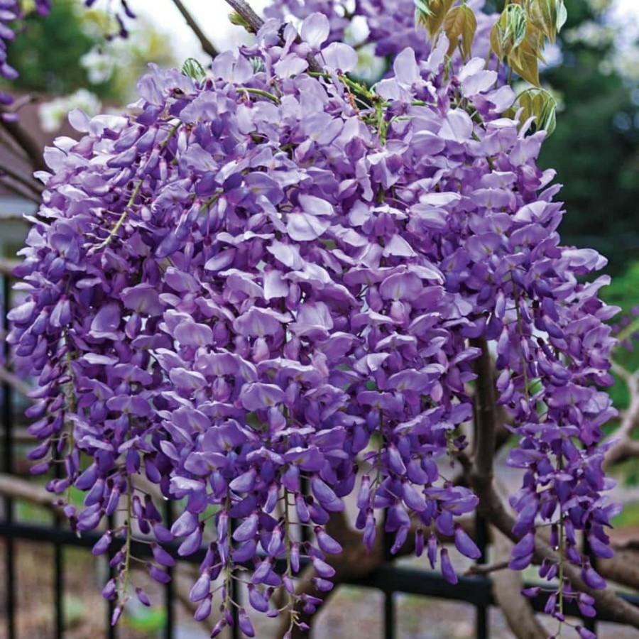 Outdoor Plants * | Best Reviews Of Purple Flowering Perennial Vine Blue Moon Reblooming Wisteria, Live Deciduous Plant With 4 In. Pot (1-Pack) By Spring Hill Nurseries