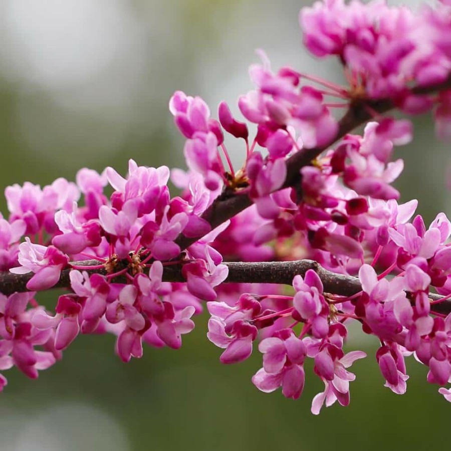 Outdoor Plants * | Best Reviews Of 1 Gal. Eastern Redbud Tree With Pink Blossoms By Unbranded