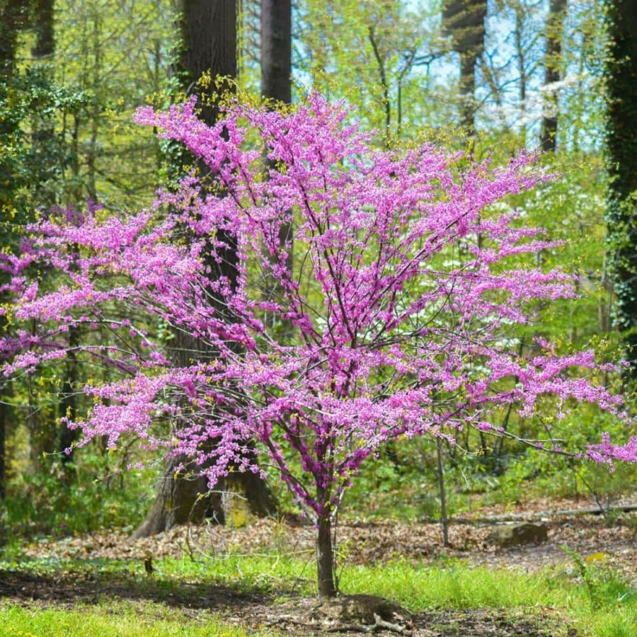 Outdoor Plants * | Best Reviews Of 1 Gal. Eastern Redbud Tree With Pink Blossoms By Unbranded