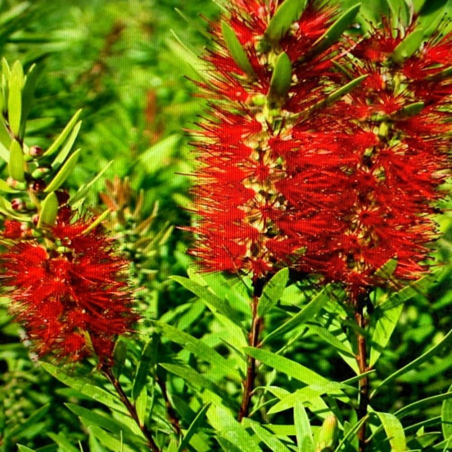 Outdoor Plants * | Discount 3 Gal. Little John Dwarf Bottlebrush Shrub With Red Flowers By Onlineplantcenter