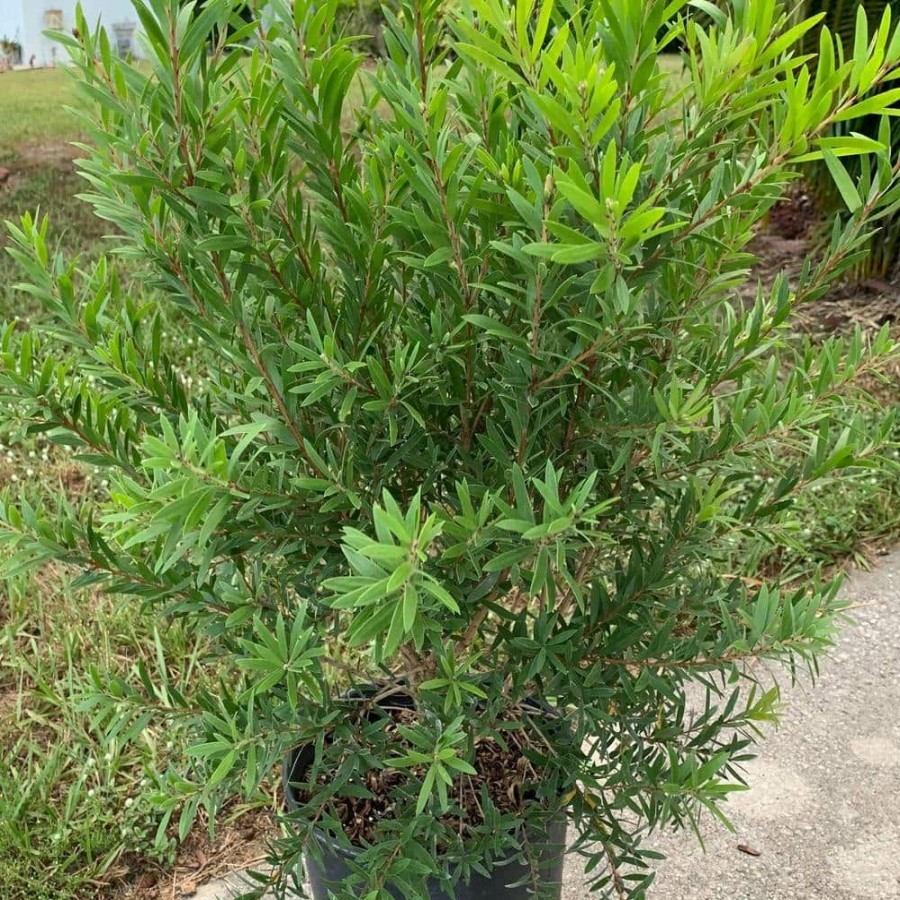 Outdoor Plants * | Discount 3 Gal. Little John Dwarf Bottlebrush Shrub With Red Flowers By Onlineplantcenter