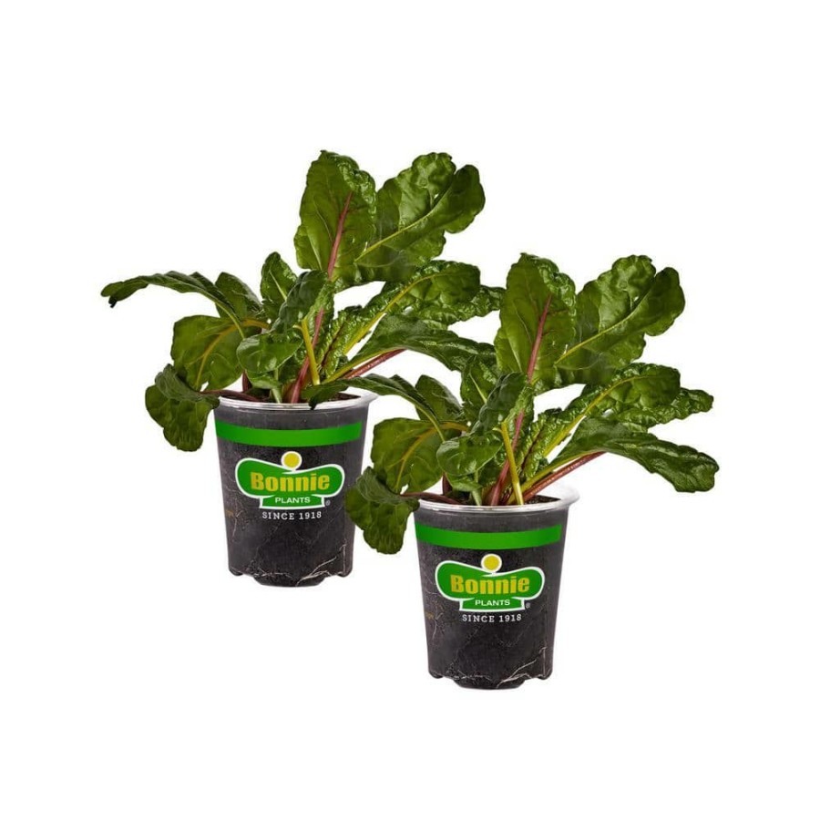 Outdoor Plants * | Brand New 19 Oz. Swiss Chard Plant (2-Pack) By Bonnie Plants