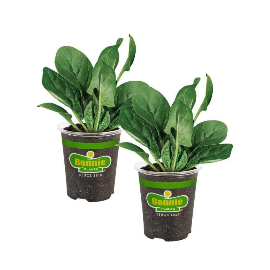 Outdoor Plants * | Budget 19 Oz. Spinach Plant (2-Pack) By Bonnie Plants