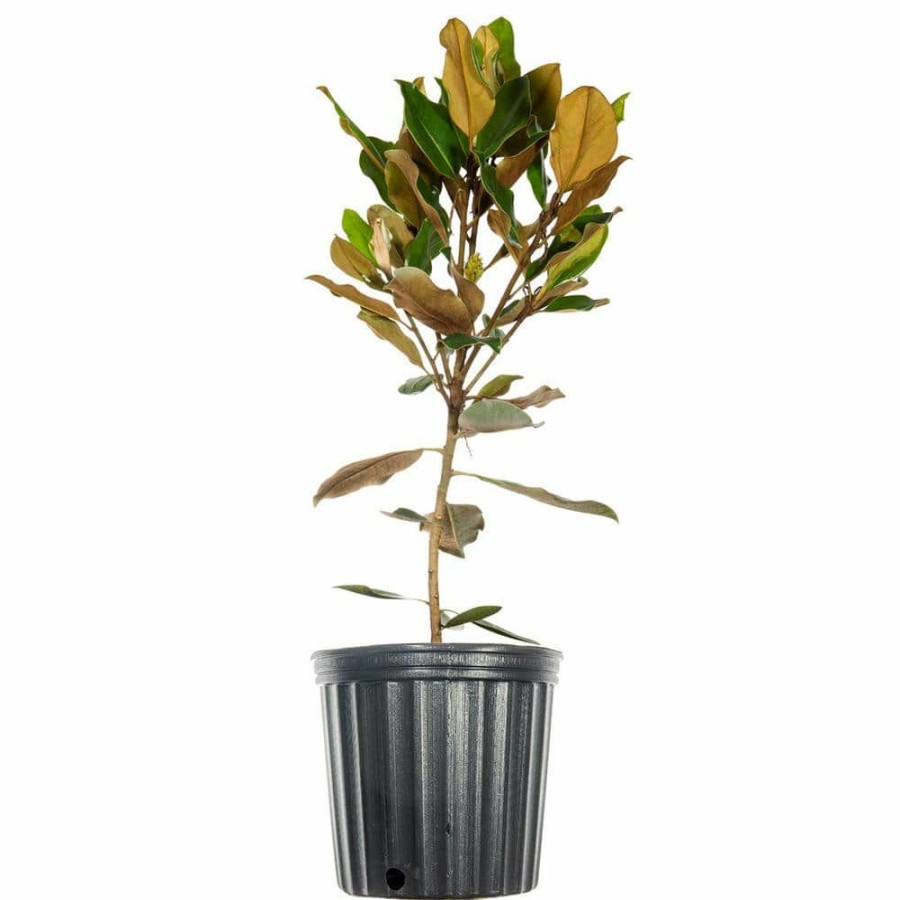 Outdoor Plants * | Buy 2.3 Ft. Tall 1 Gal. Little Gem Magnolia Tree Large Fragrant Southern Magnolia Blooms By Perfect Plants